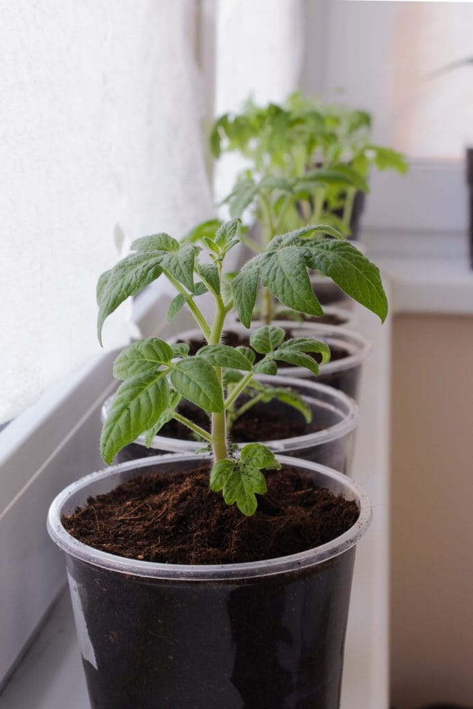 Tomato seedlings growing in plastic containers on a windowsill, perfect example of container gardening indoors.