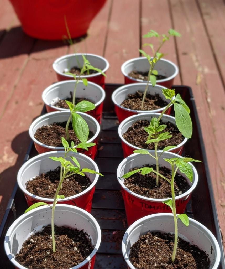 DIY Gardening Ideas At Home